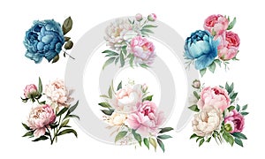 Watercolor flower peony, flowers and leaves peonies, watercolor rose isolated on white background, floral set, vector