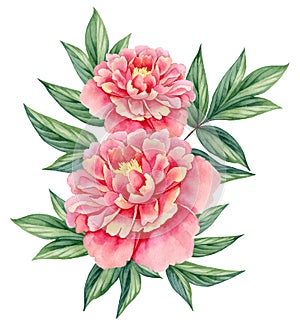 Watercolor flower peony pink green leaves decorative vintage illustration isolated on white background