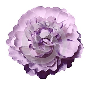 Watercolor flower peony pink-violet on a white isolated background with clipping path. Nature. Closeup no shadows.