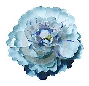 Watercolor flower peony turquoise-blue on a white isolated background with clipping path. Nature. Closeup no shadows.