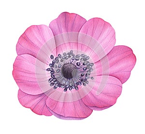 Watercolor flower. Pink anemone. Botanical painting, hand drawn illustration