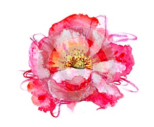 Watercolor flower poppy