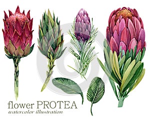 Watercolor flower Protea illustration photo