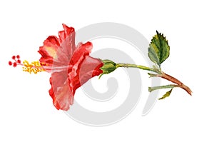 Watercolor flower of red hibiscus