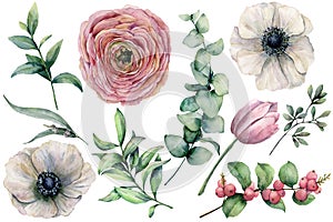 Watercolor flower set with eucalyptus leaves. Hand painted anemone, ranunculus, tulip, berries and branch isolated on