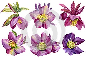 Watercolor flower set, hand painted floral illustration isolated on white background. Hellebores flowers