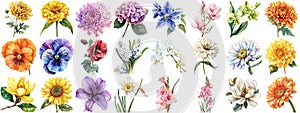 Watercolor flower set isolated background. Various floral collection crisp edges