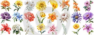 Watercolor flower set isolated background. Various floral collection crisp edges