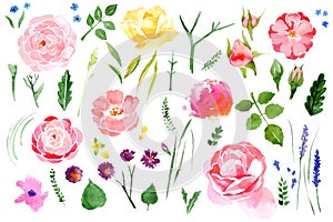 Watercolor flower set over white background