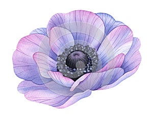 Watercolor flower. Violet anemone. Botanical painting, hand drawn illustration