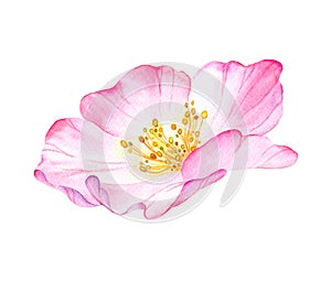 Watercolor flower of wild rose. Painted botanical illustration