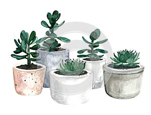 Watercolor flowerpots