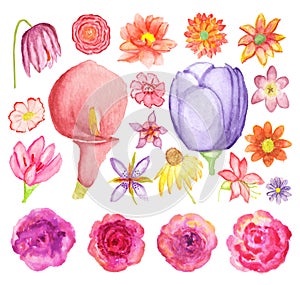 Watercolor Flowers