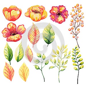 Watercolor flowers