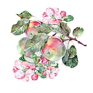 Watercolor Flowers Apple with Fruits. Handiwork Illustration.