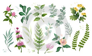 Watercolor flowers, botanic plant leaf. Green floral branch, nature meadow foliage, wild buds, spring eucalyptus and