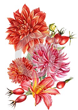 Watercolor flowers, botanical illustrations, autumn dahlias, chrysanthemum, wild rose