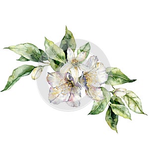 Watercolor flowers bouquet of jasmine with leaves. Hand painted floral card isolated on white background. Holiday