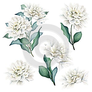 Watercolor Flowers and Bouquets Set. Dahlia. White dahlia