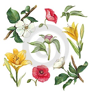 Watercolor flowers collection