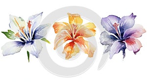 Watercolor Flowers Collection from Cocos Keeling Islands on Clean White Background .