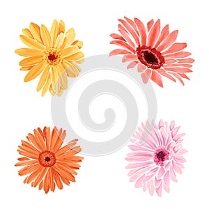 Watercolor flowers. Floral design elements.