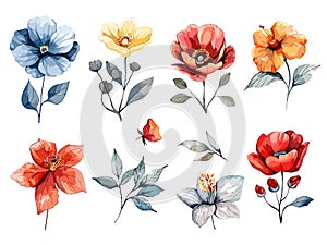 Watercolor flowers leaves plant for wedding decor or floral wallpaper nature paint collection vector illustration