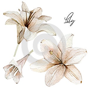 Watercolor flowers lilies set. Hand drawn illustration of dry floral, dasty botanical elements can be used for invitation