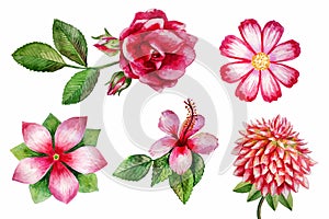 Watercolor flowers painting illustration isolated on white background