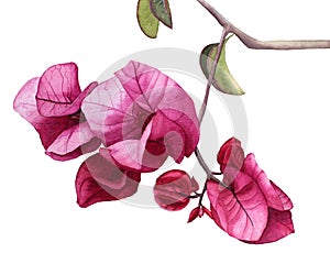 Watercolor flowers Pink Bougainvillea. photo