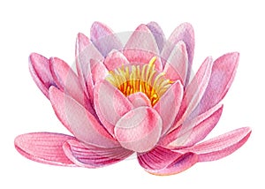 Watercolor flowers, pink lotus isolated on white background. Botanical illustration