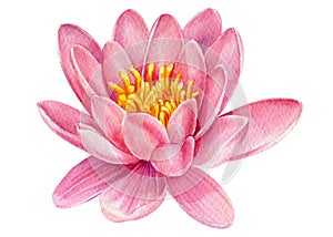 Watercolor flowers, pink lotus isolated on white background. Botanical illustration