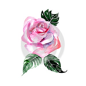 Watercolor flowers - pink rose,