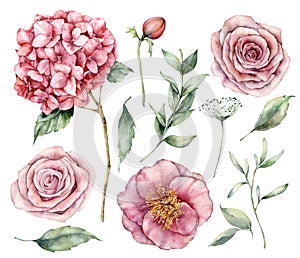 Watercolor flowers set. Hand painted vintage flowers, pink roses, hydrangea and eucalyptus leaves isolated on a white