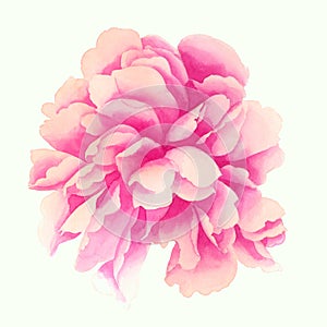 Watercolor flowers. Set of peonies on a white background.