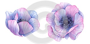 Watercolor flowers. Violet anemones. Botanical painting, hand drawn illustration