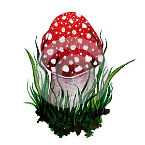 Watercolor fly agaric in grass and soil. Hand-drawn illustration isolated on white background.