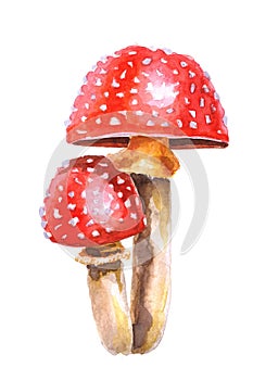 Watercolor fly agaric isolated on a white background