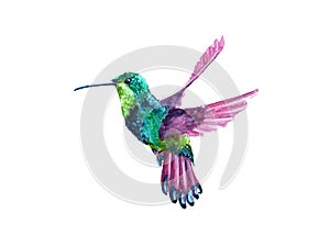 Watercolor flying Hummingbird