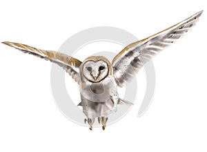 Watercolor flying owl barn owl. A realistic illustration of an owl. White bird with beige wings and head nocturnal bird