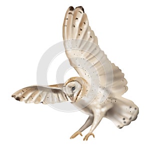 Watercolor flying owl barn owl. A realistic illustration of an owl. White bird with beige wings and head nocturnal bird
