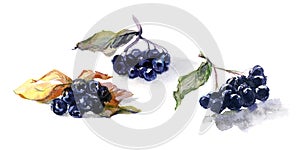 Watercolor food. Fresh berry still-life from black aronia