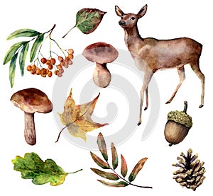 Watercolor forest set. Hand painted reindeer, mushrooms, fall leaves, pine cone, rowan, acorn isolated on white