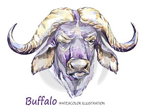 Watercolor formidable bull on the white background. African animal. Wildlife art illustration. Can be printed on T