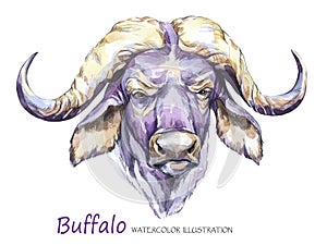 Watercolor formidable bull on the white background. African animal. Wildlife art illustration. Can be printed on T photo