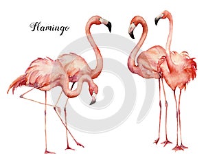 Watercolor four pink flamingo group set. Hand painted bright exotic birds isolated on white background. Wild life