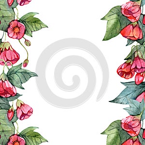 Watercolor frame abutilon flowers isolated on a white background, hand drawn illustration of houseplant in vintage style