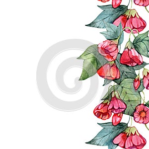 Watercolor frame abutilon flowers isolated on a white background, hand drawn illustration of houseplant in vintage style