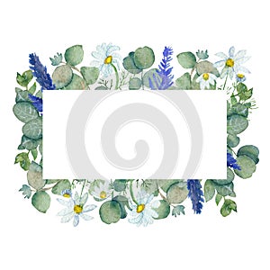 Watercolor frame of branches of medicinal eucalyptus, flowers of pharmacy chamomile and lavender twigs isolated on a white backgro