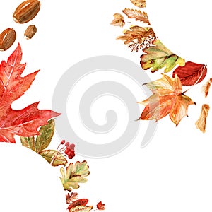 Watercolor frame with bright multicolored autumn leaves and maple winglets, chestnut fruits, oak acorns and pine cones